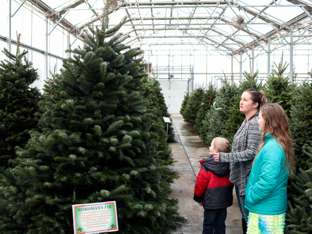 Christmas Tree Prices Are Rising
