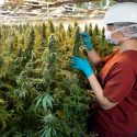 medical marijuana