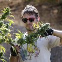 weed
