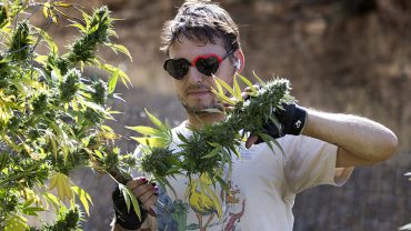 weed