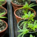 Weed