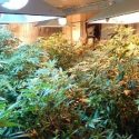marijuana